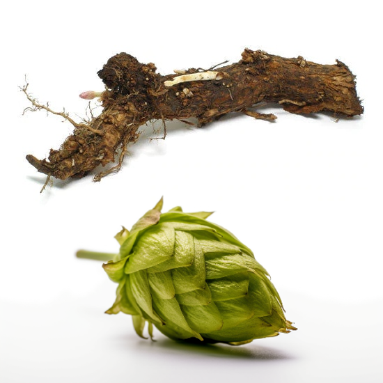 Hop Rhizomes — Water 'N' Wine Stellarton